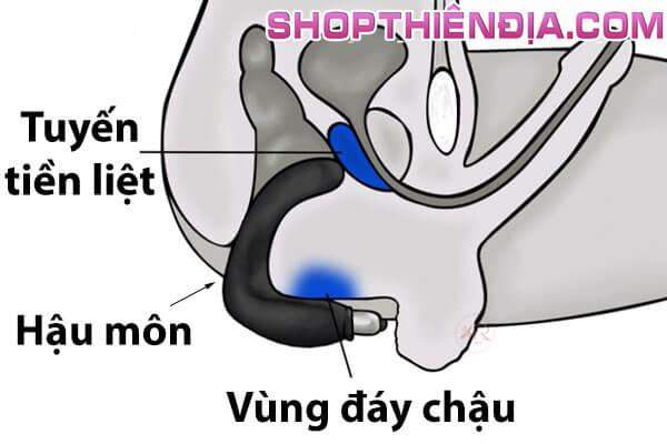 Sex toy kích thích điểm P