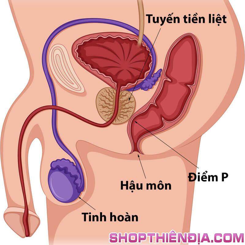 Tuyến tiền liệt và điểm P của nam giới